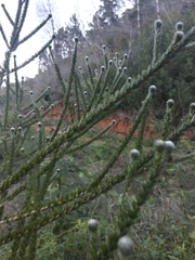 Aspalathus cephalotes cephalotes