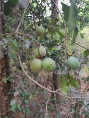 Garcinia