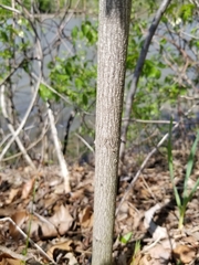Staphylea trifolia