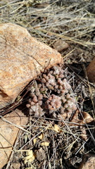 Anacampseros subnuda