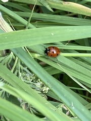 Coccinella septempunctata