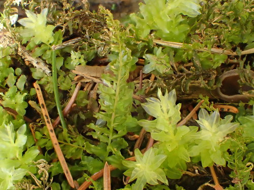 Vingialapė lapūnė nuotrauka