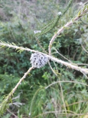 Aspalathus cephalotes cephalotes