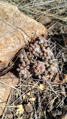 Anacampseros subnuda