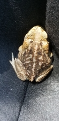 Rhinella marina