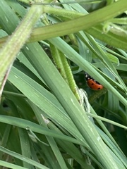 Coccinella septempunctata