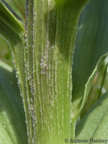 Image of Brachycorythis ovata by (c) Andrew Hankey, some rights reserved (CC BY-SA)