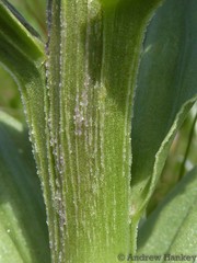 Brachycorythis ovata ovata