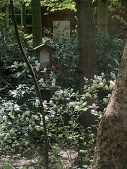 Cardinalis cardinalis