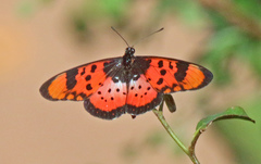 Acraea acara