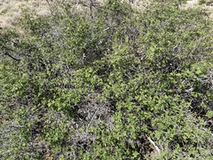 Rhus aromatica pilosissima