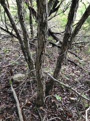 Quercus sinuata breviloba