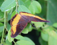 Eurytela dryope