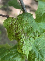 Paracercosporidium microsorum