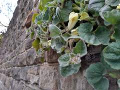 Asarina procumbens