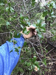 Quercus sinuata breviloba