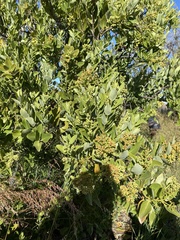 Santalum paniculatum