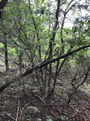 Quercus sinuata breviloba