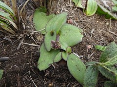 Ledebouria sandersonii
