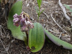 Ledebouria sandersonii