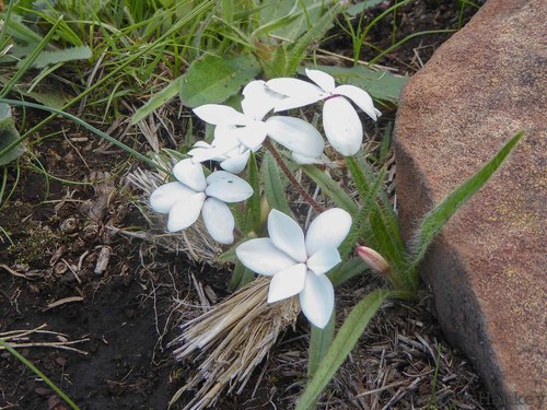 Image of Rhodohypoxis baurii by (c) Andrew Hankey, some rights reserved (CC BY-SA)