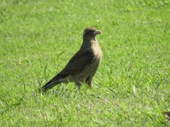 Daptrius chimango