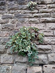 Asarina procumbens