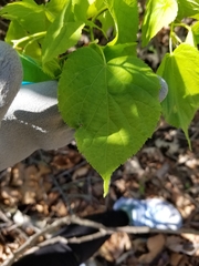 Tilia