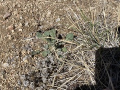 Eriogonum polycladon