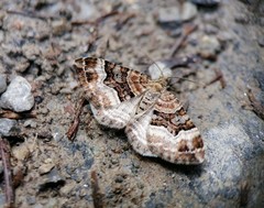 Xanthorhoe biriviata