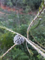 Aspalathus cephalotes cephalotes
