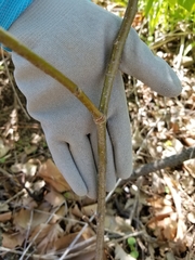 Tilia