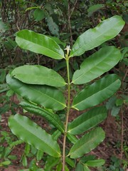 Mascarenhasia