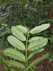 Mascarenhasia