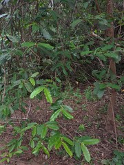 Mascarenhasia