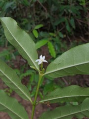 Mascarenhasia