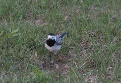 Motacilla alba