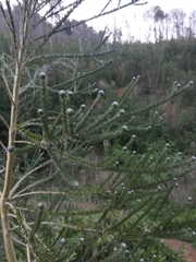 Aspalathus cephalotes cephalotes