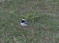 Motacilla alba
