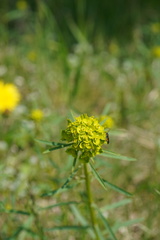 Diplazon laetatorius