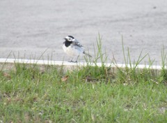 Motacilla alba