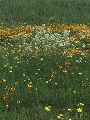Gypsophila paniculata