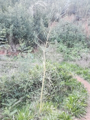 Aspalathus cephalotes cephalotes