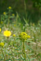 Diplazon laetatorius