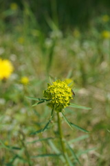 Diplazon laetatorius