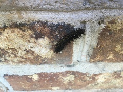 Hemileuca maia