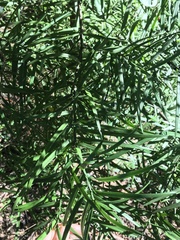 Afrocarpus falcatus