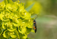 Diplazon laetatorius