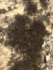 Pseudephebe pubescens