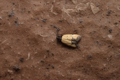 Tyrolimnas anthraconesa